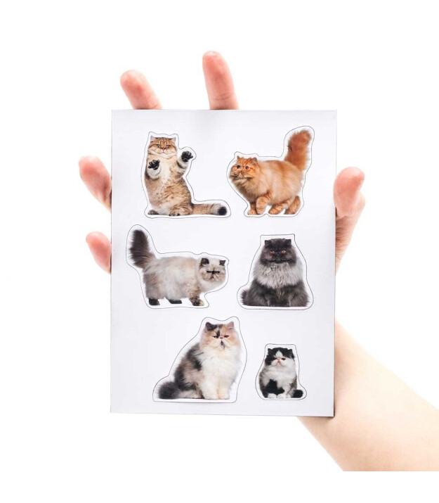 Mustard Magnet Set // Şişman Kediler